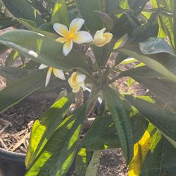 Yellow/white Plumeria Tree
