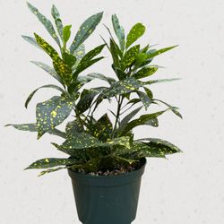 Croton Plant 🪴 6” Pot
