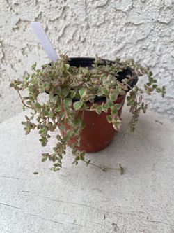 3 Inch Pot Succulent Plant - Rare Sedum Little Missy - Rooted & Established - Drought Resistant 🪴