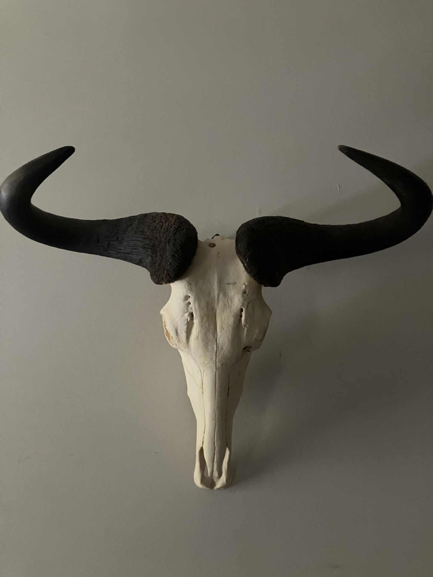 Decorative Bull Horns