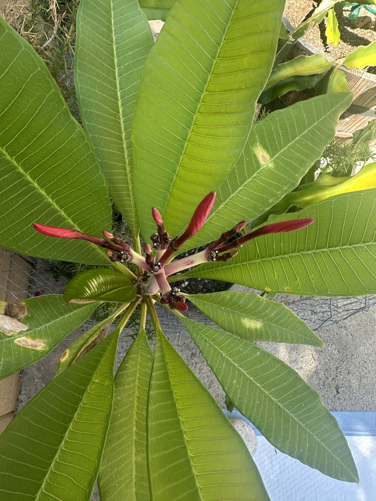 Plumeria