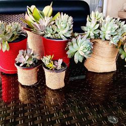 Succulents  Fathers Day