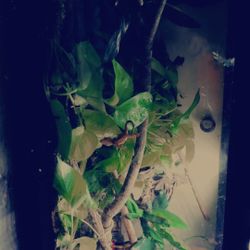 Tanks And Cresties And More