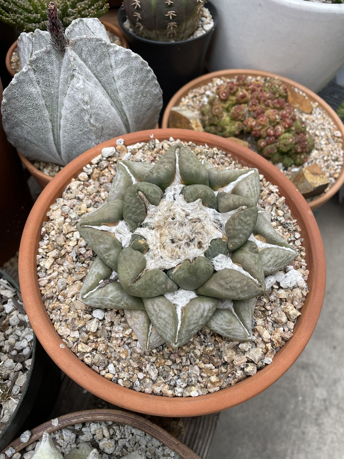 Ariocarpus Lloydii Fissuratus Seed Grown 7 Inch Pot