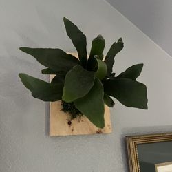 🌿 Wall-Mounted Staghorn Fern on Natural Wood 🪵