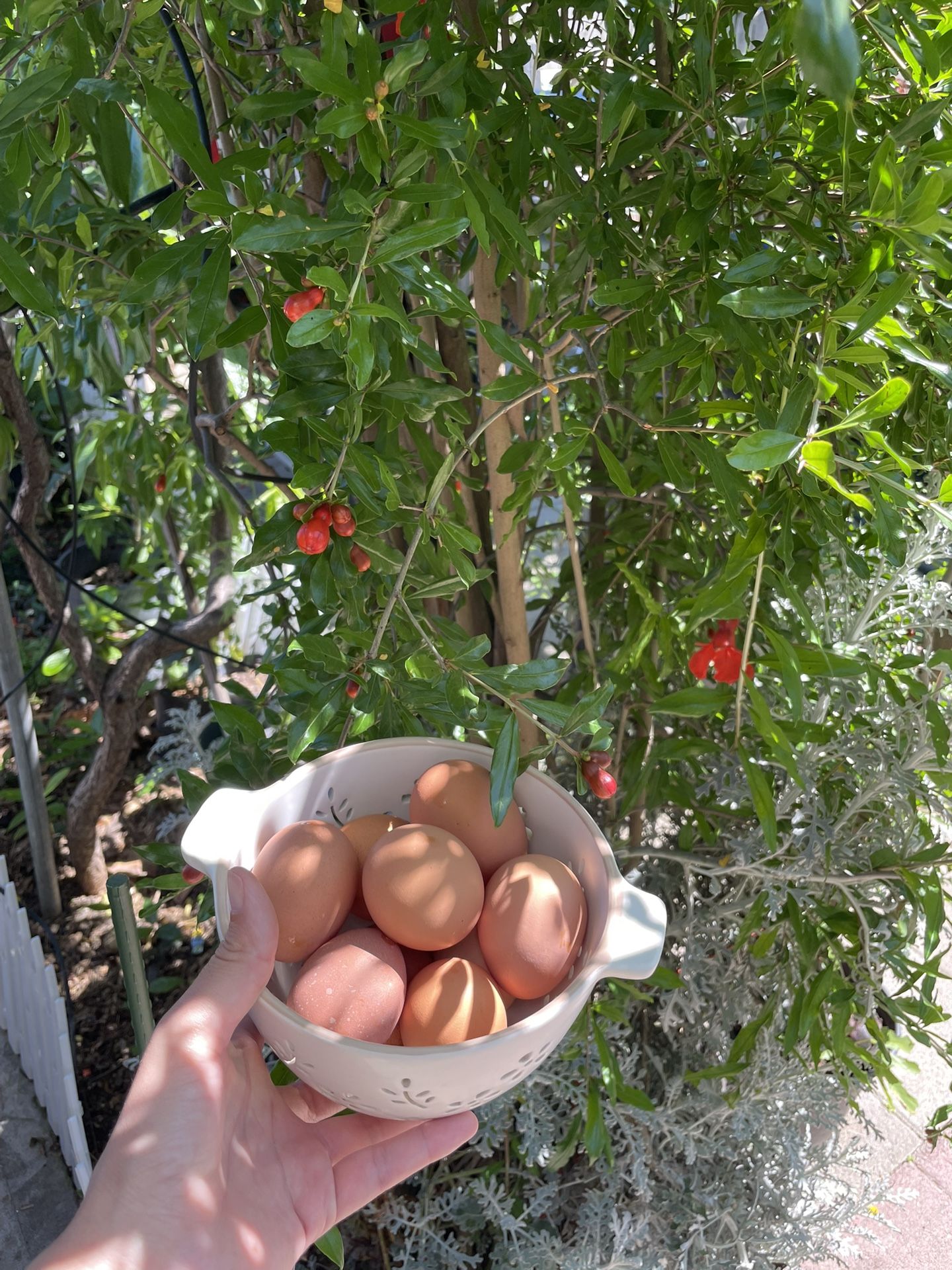 Free Range Eggs