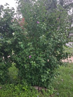 Rose of sharon