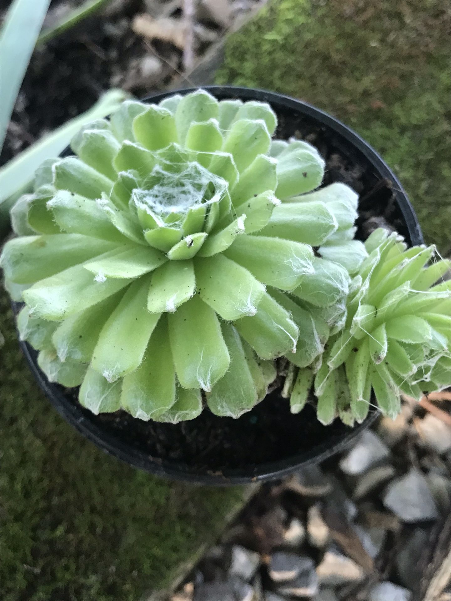 Cobweb - Hens and Chicks Succulent Plant (Sempervivum arachnoideum) 