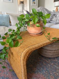 Pothos in Terracotta pot