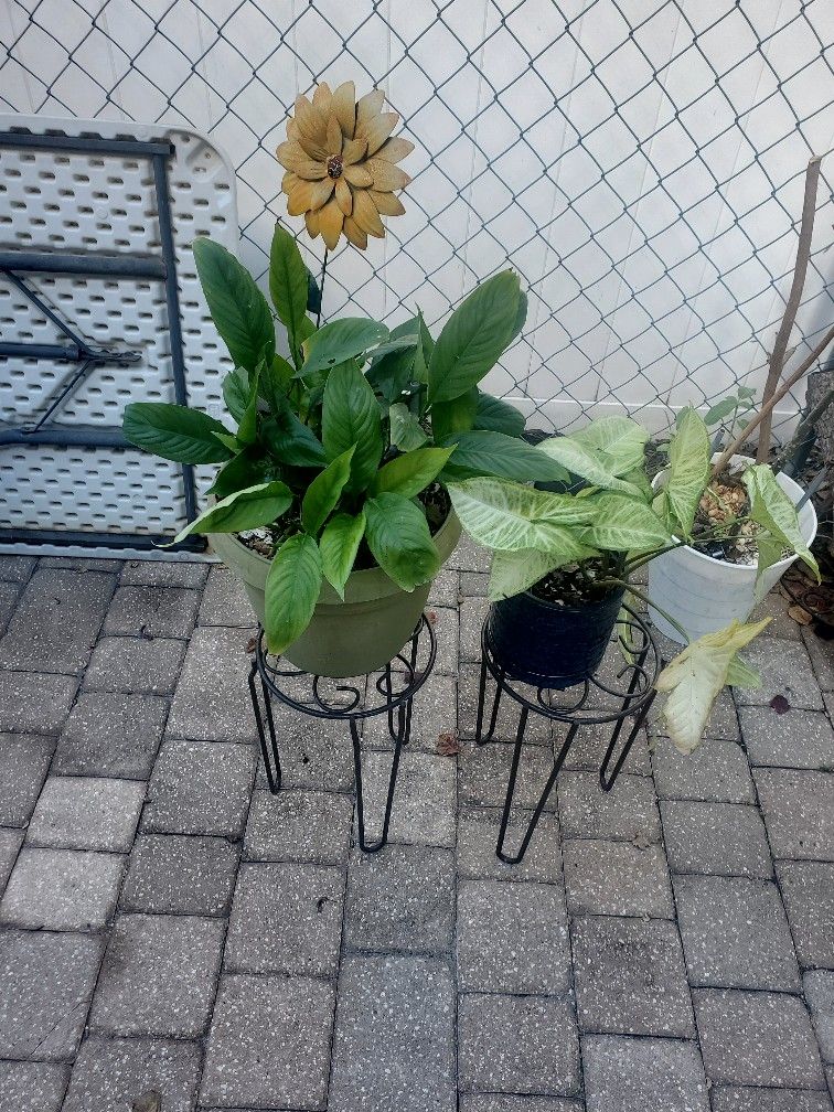 Plant Stand for Sale in Orlando, FL OfferUp