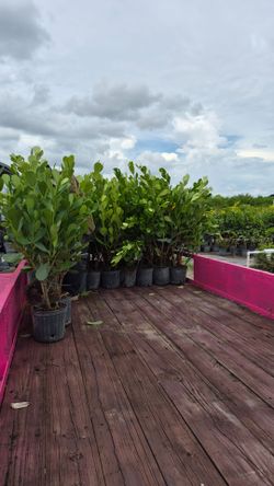 Clusias Plants About 4 feet Tall / instant privacy