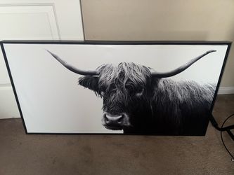 Highland Cow Portrait