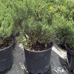 Juniper Regular - 3gl