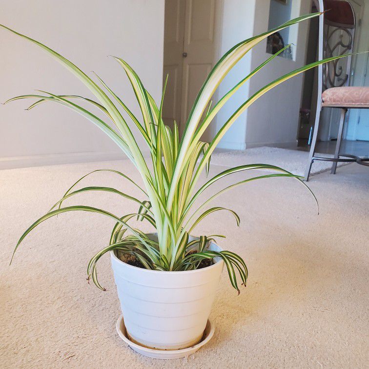 6 -7 Inch Pot : "Living" Real Spider Plants with Saucer 