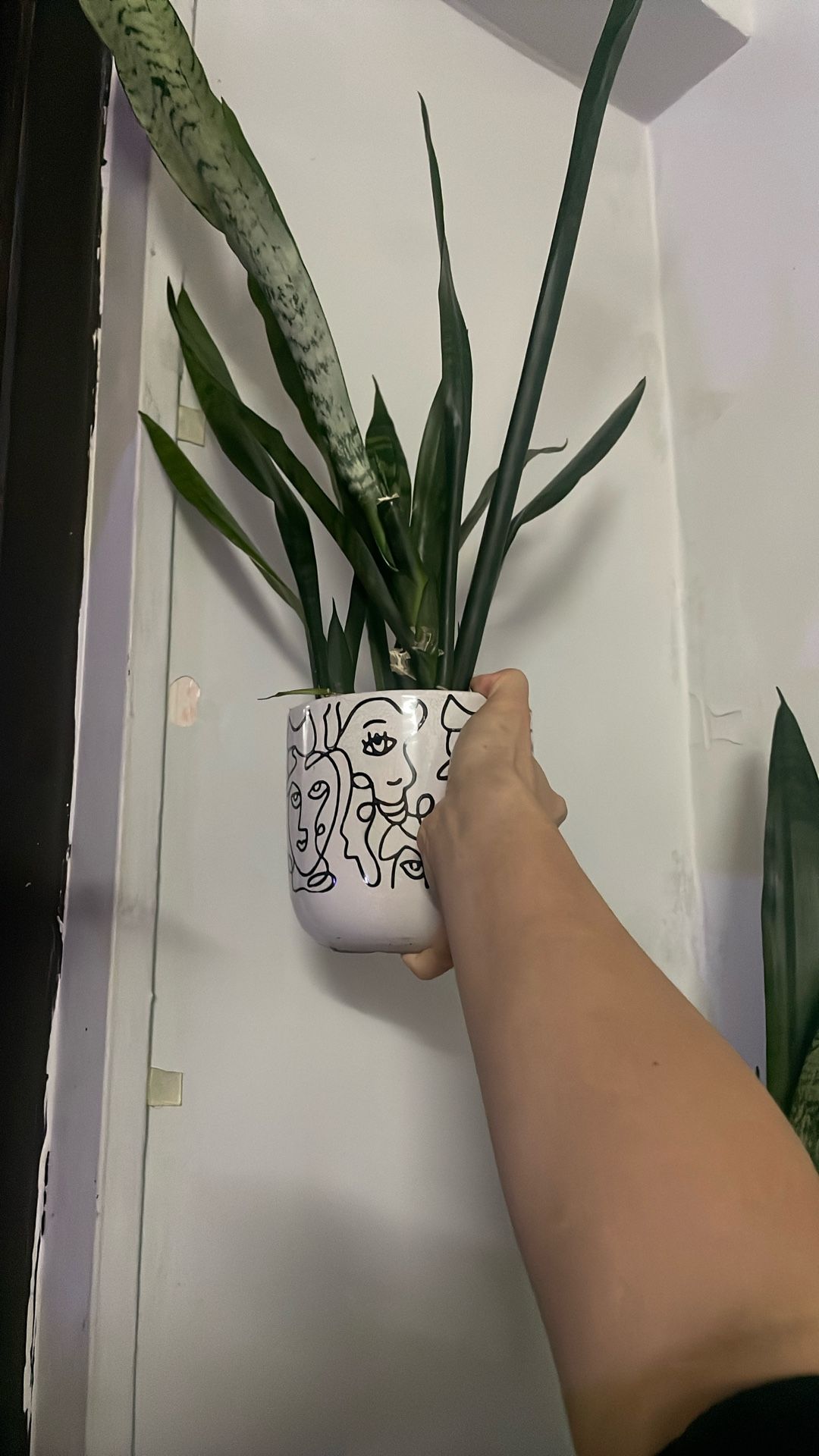 Snake Plant, Plant In Pot 