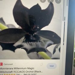 Top of Waikiki, Black Orchids