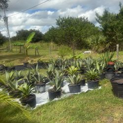Agaves