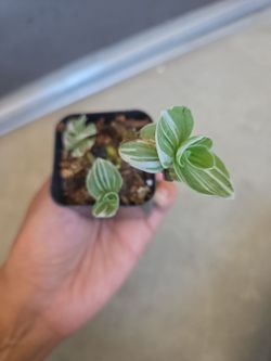 Plant