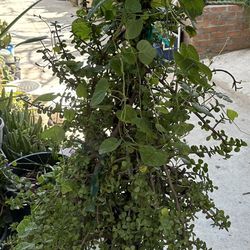 Planta Del Dinero
