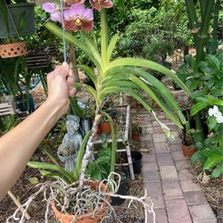 Hybrid Pink Vanda Orchid in Terracotta Heart Pot