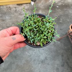 String Of Bananas Live Potted Succulent Plant