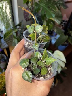 Hoya little runaway