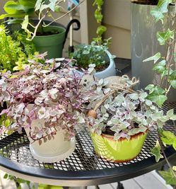 Cute small-leaved Callisia  Repens  “Pink lady”, Turtle vine in textured 5"H pot and in cute small green hanging pot 3.5"H. See all pics.