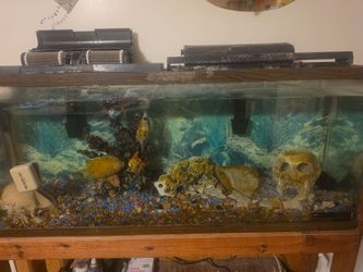 Fish tank with stand