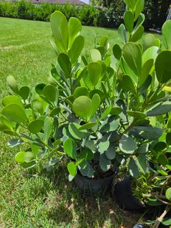 huge clusias podocarpus over 4 feet   instant privacy  Hedge  for fences