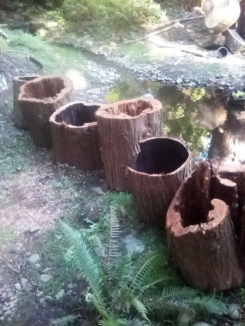 Natural Hallow Cedar Tree Planter's