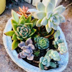 Succulents Pots Arrangements 