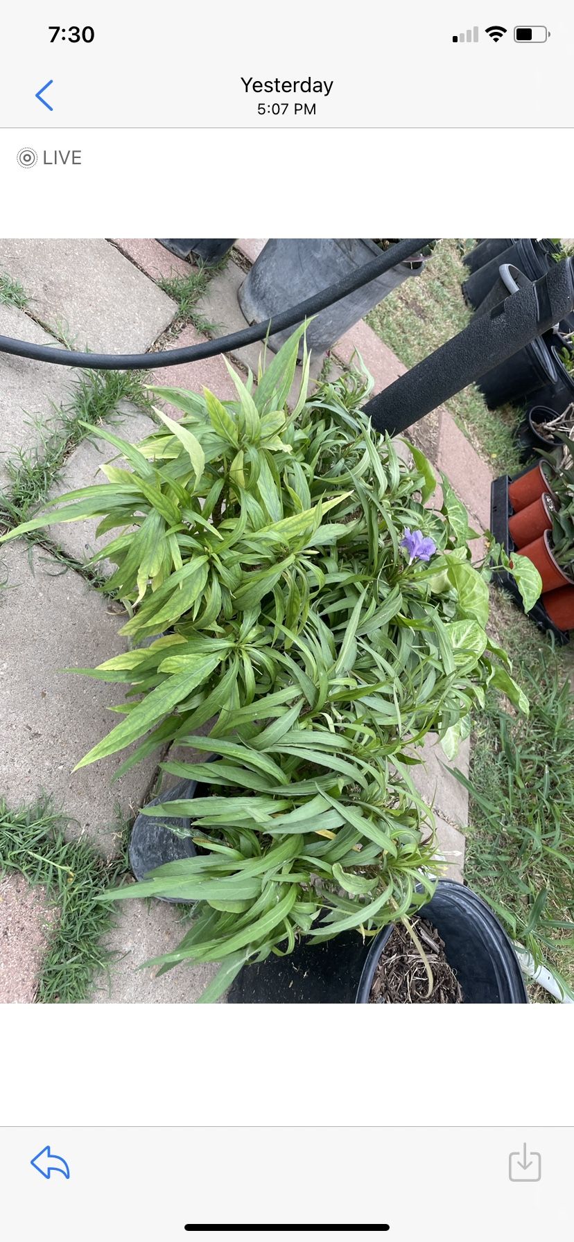 Petunias Purple Plant