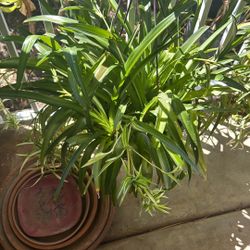 Spider Plants & Snake Plant 
