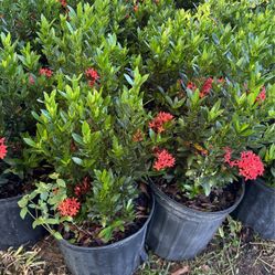 Ixora Taiwanese 