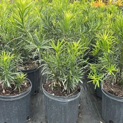 Podocarpus “Maki” - 3 Gallons