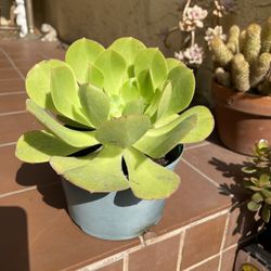 Green Aeonium Succulent Plant