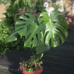 $15 Monstera Plant, Shade Or In Door Plant