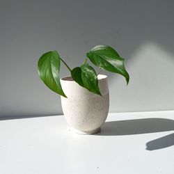 Rare Aroid Monstera Lechleriana Plant/ House Plant/ Indoor Plant Flower Patio Garden