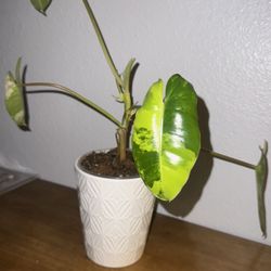 Burle Marx Variegata