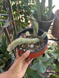 Monkey Tail Plant
