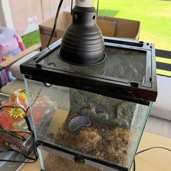Lizard Or Reptile Terrarium 
