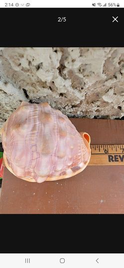 African Bullmouth Helmet sea shell