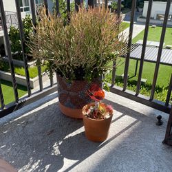 Beautiful Succulent Arrangement Plant With Pot, Great deal !