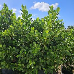 huge clusias Over 7 feet tall Instant Privacy Hedge For Fence