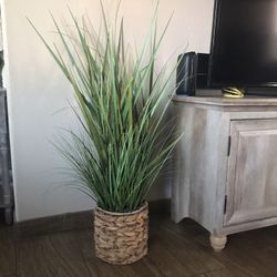 Plant 