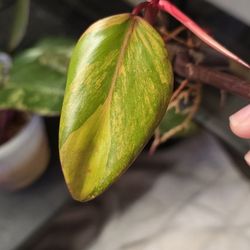 Strawberry Philo High Var. Cutting