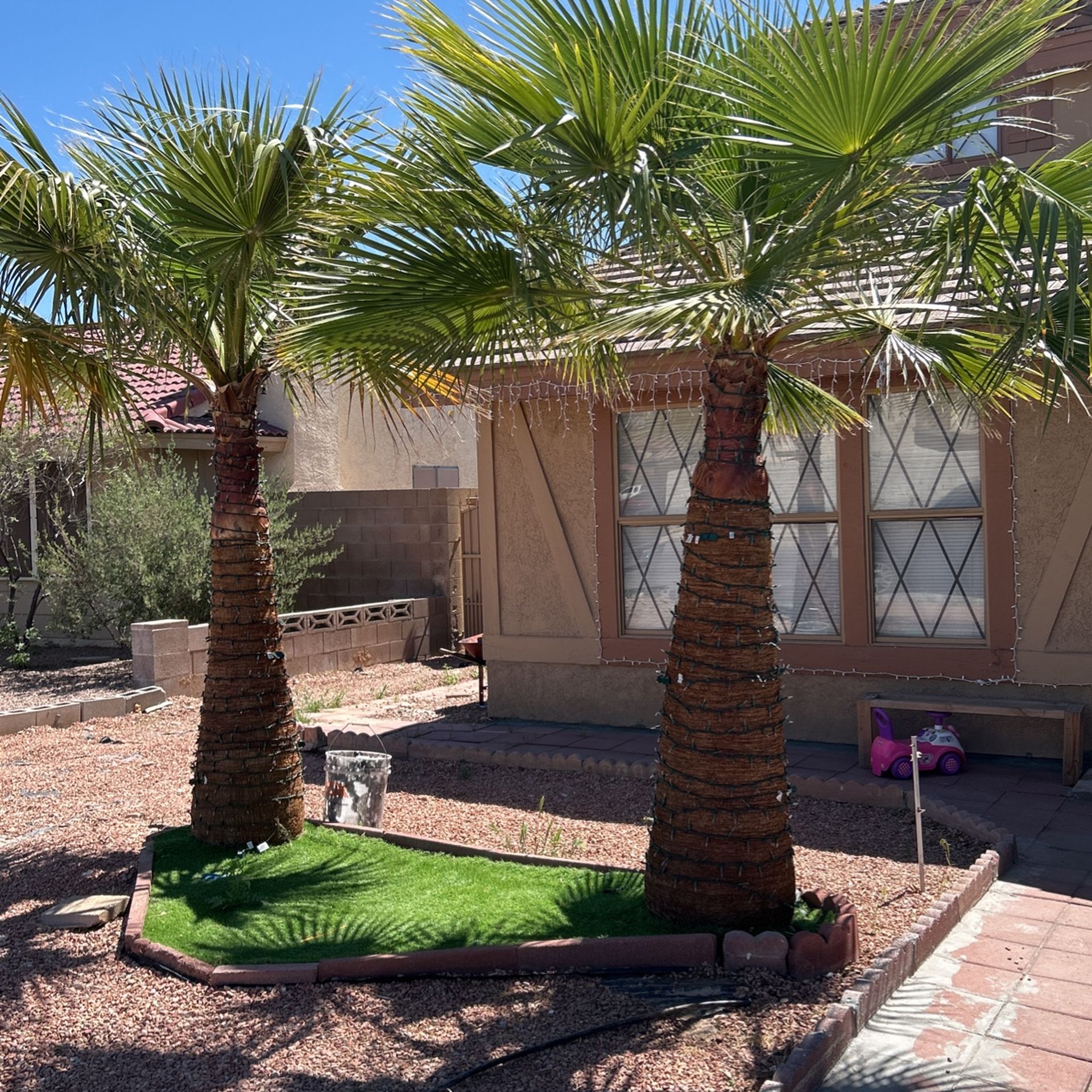Free Palm Trees