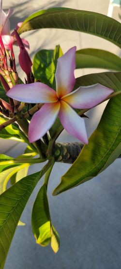 Frangipani Plumeria pink powder pink bright yellow center fragrant