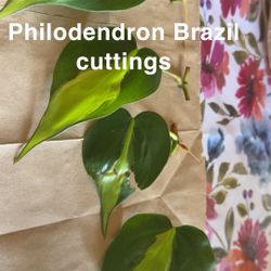 Rare House Plant Cuttings 