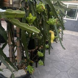 Dragon Fruit Cutting